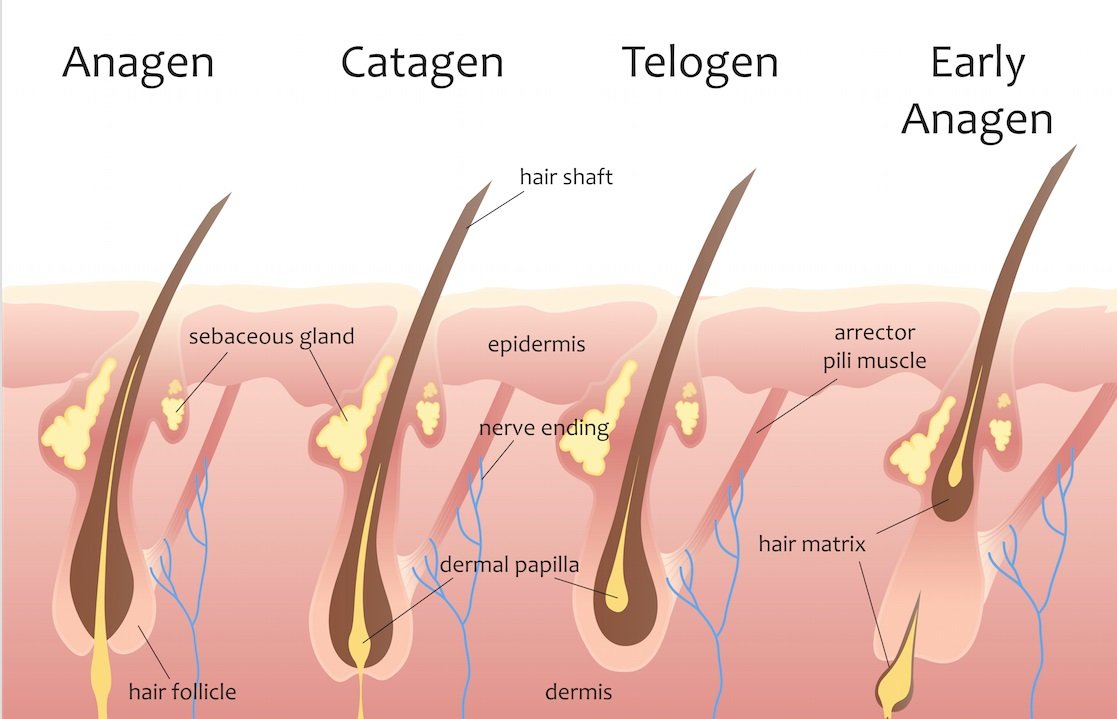 Body Wax