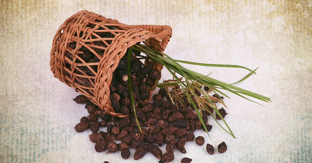 16 Health Benefits Of Nut Grass Or Musta (Cyperus rotundus)