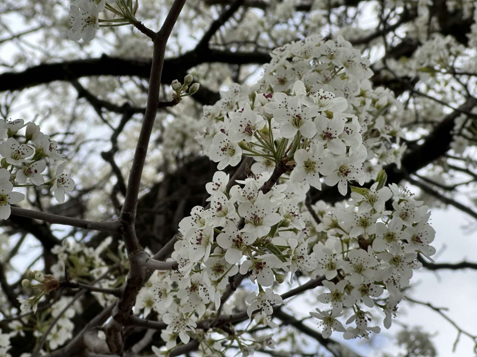 Callery pear tree blossoms in bloom (staff photo by Angela Woolsey)