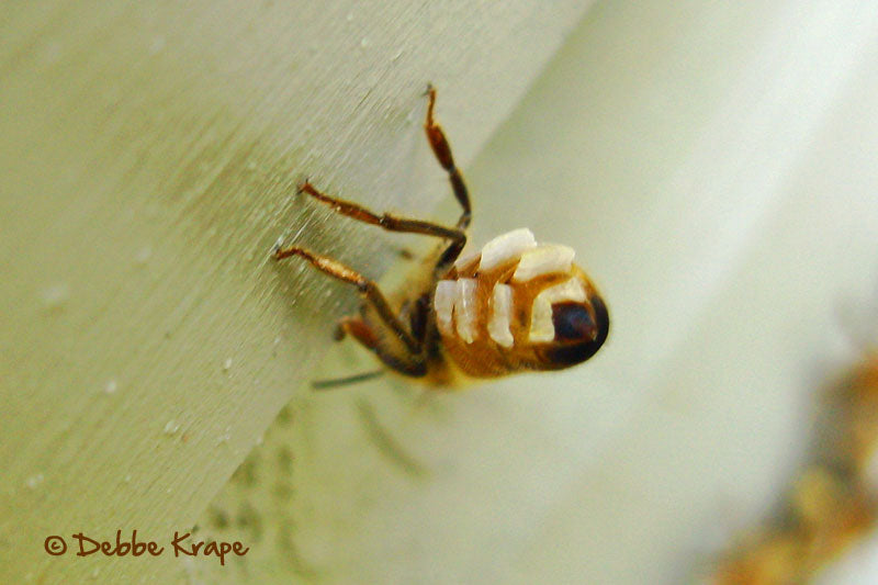 A honey bee worker has four pairs of wax glands in its ventral abdominal segments. It is unclear why this bee was outside the hive. Photo by Debbe Krape.