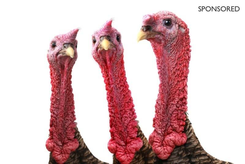 Let’s Talk Turkey (Neck) and How to Lose Yours!