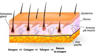 The Single Strategy To Use For Waxing