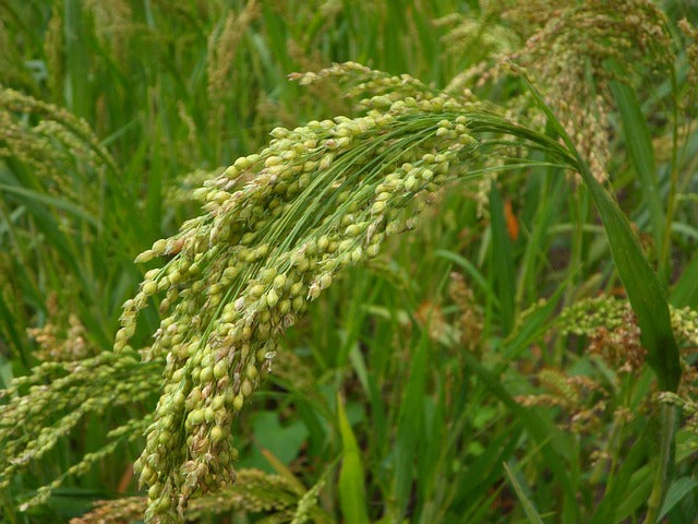 Study on waxing of cut foliage post harvest life of few ornamental species