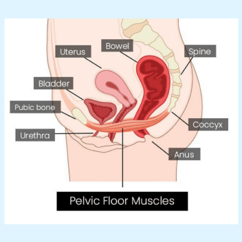 Pelvic Area