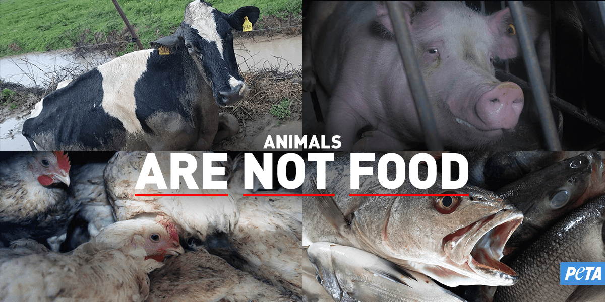 how animals used for food suffer